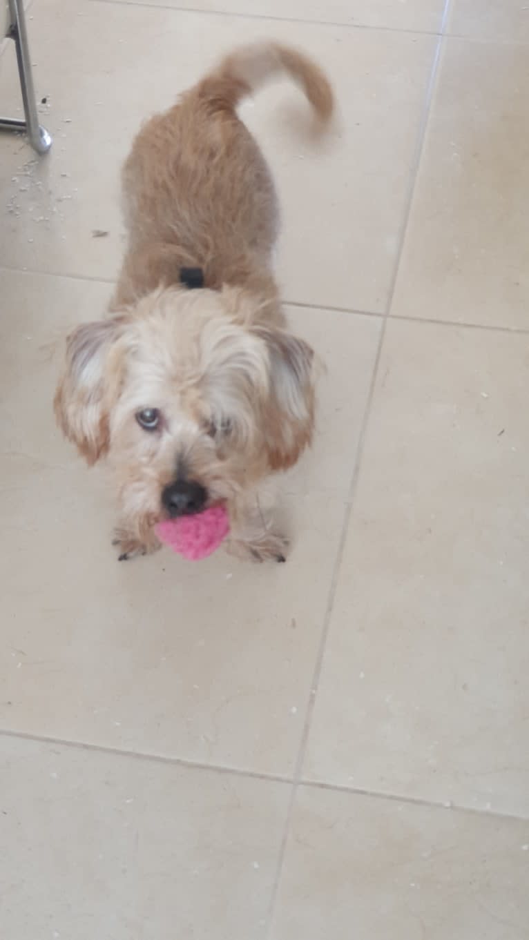 George, a Dachshund and Pekingese mix tested with EmbarkVet.com