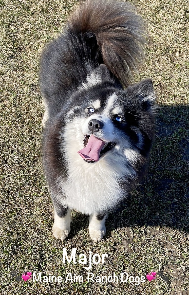 Major, a Pomsky tested with EmbarkVet.com