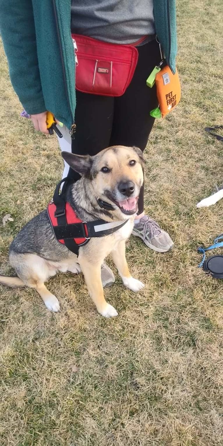 Apollo, an Australian Cattle Dog and Great Pyrenees mix tested with EmbarkVet.com
