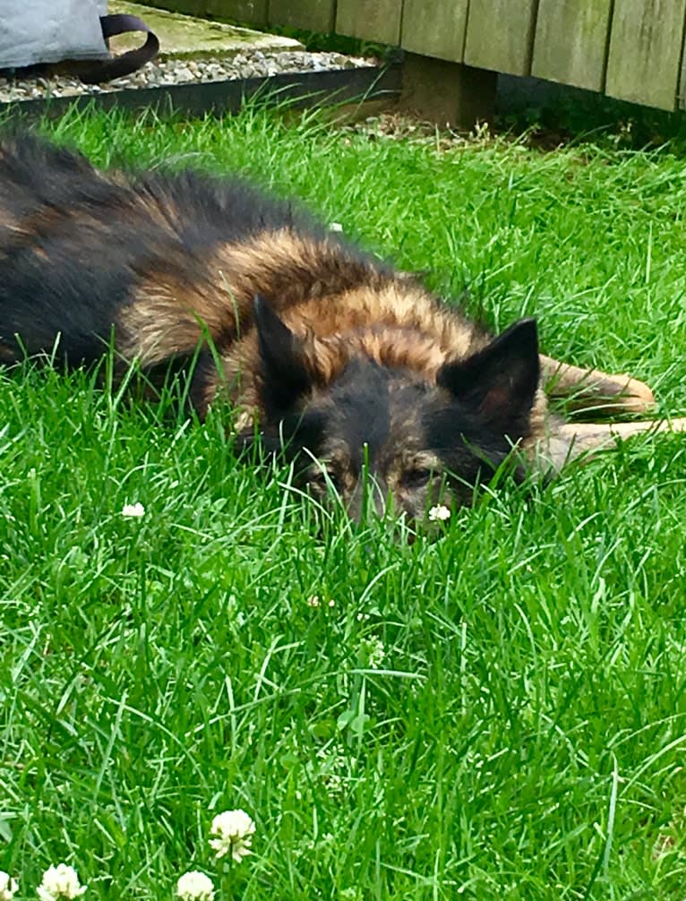 Joie, a Central and East African Village Dog tested with EmbarkVet.com