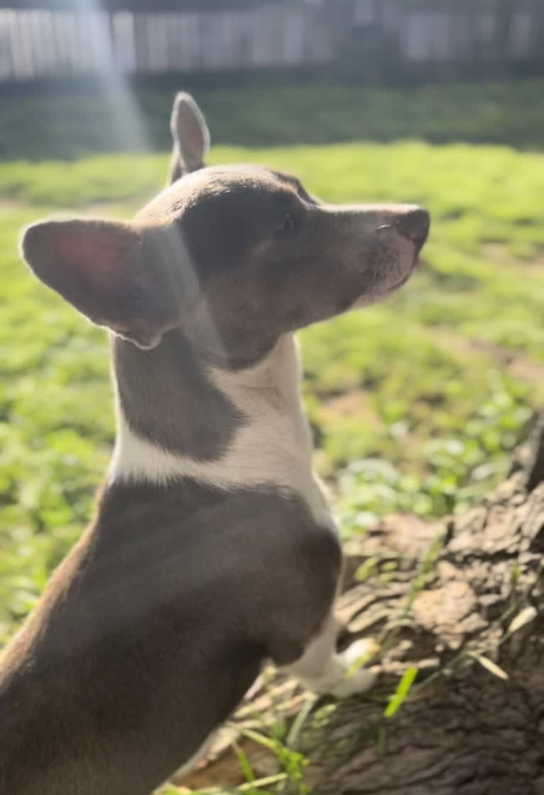 Mary, a Chihuahua and Rat Terrier mix tested with EmbarkVet.com