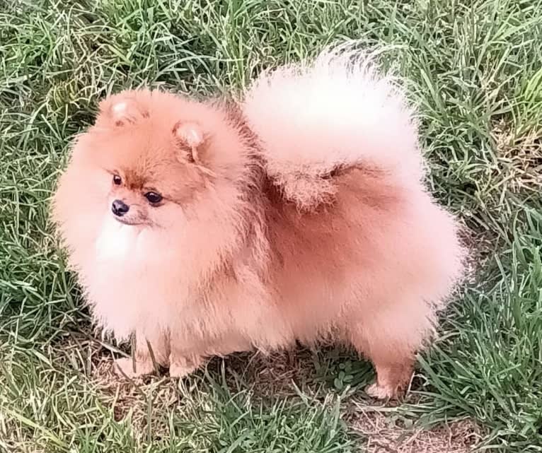 Hope, a Pomeranian tested with EmbarkVet.com