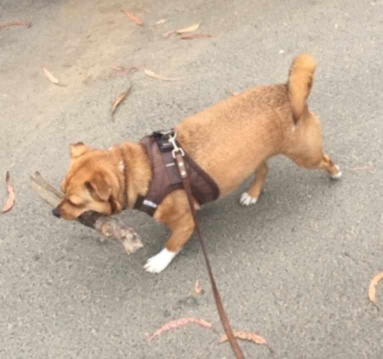 Jack, a Chihuahua and Shih Tzu mix tested with EmbarkVet.com