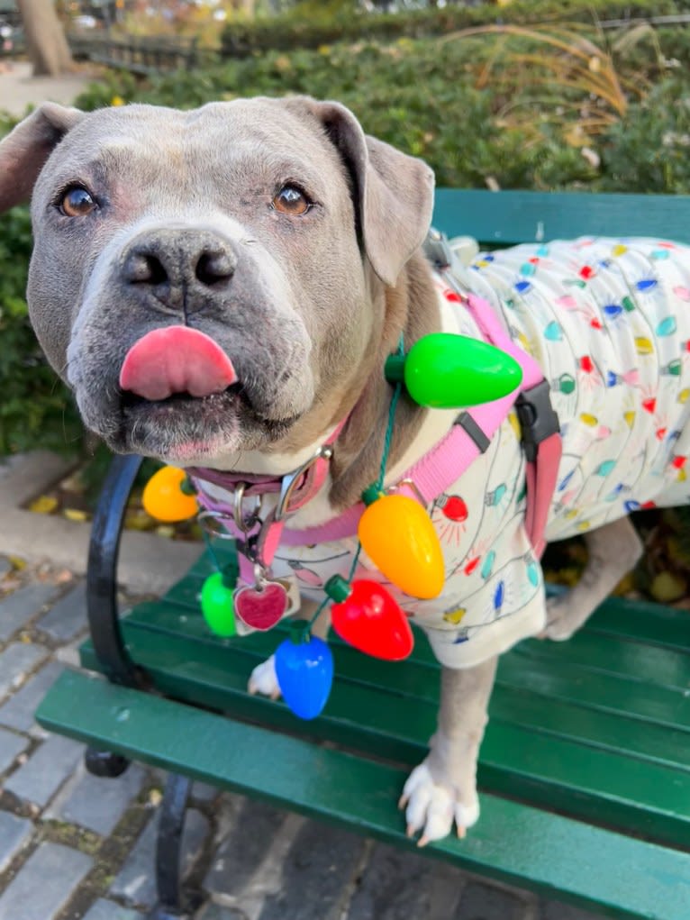 Stevie Nicks, an American Staffordshire Terrier tested with EmbarkVet.com