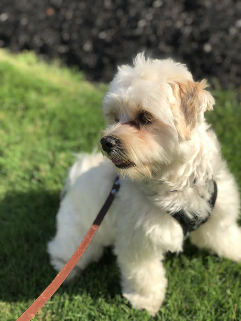 Louie, a Lhasa Apso and Havanese mix tested with EmbarkVet.com