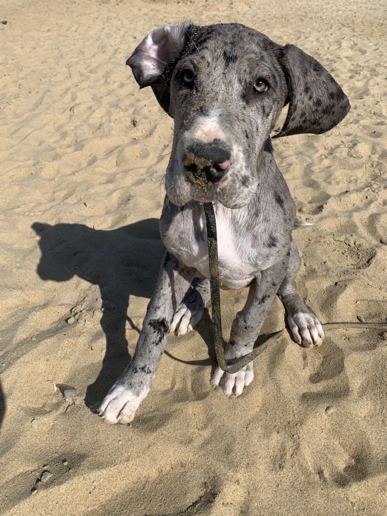 Koa, a Great Dane tested with EmbarkVet.com