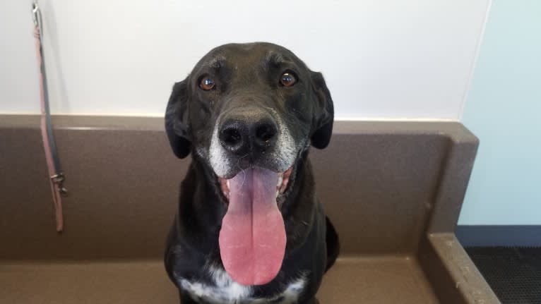 Happy, a Labrador Retriever and Bluetick Coonhound mix tested with EmbarkVet.com