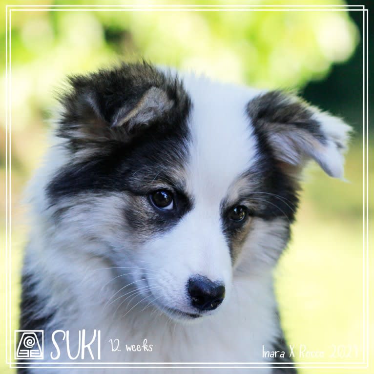 Suki, an Icelandic Sheepdog tested with EmbarkVet.com