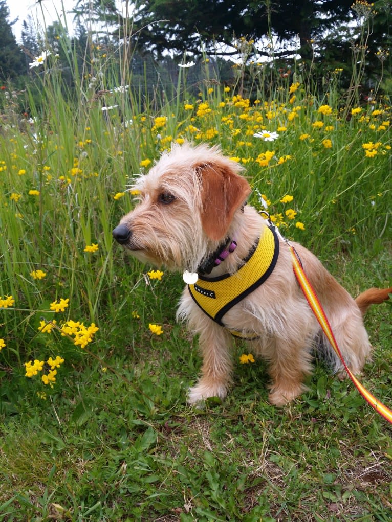 Cali, a Lhasa Apso and Beagle mix tested with EmbarkVet.com