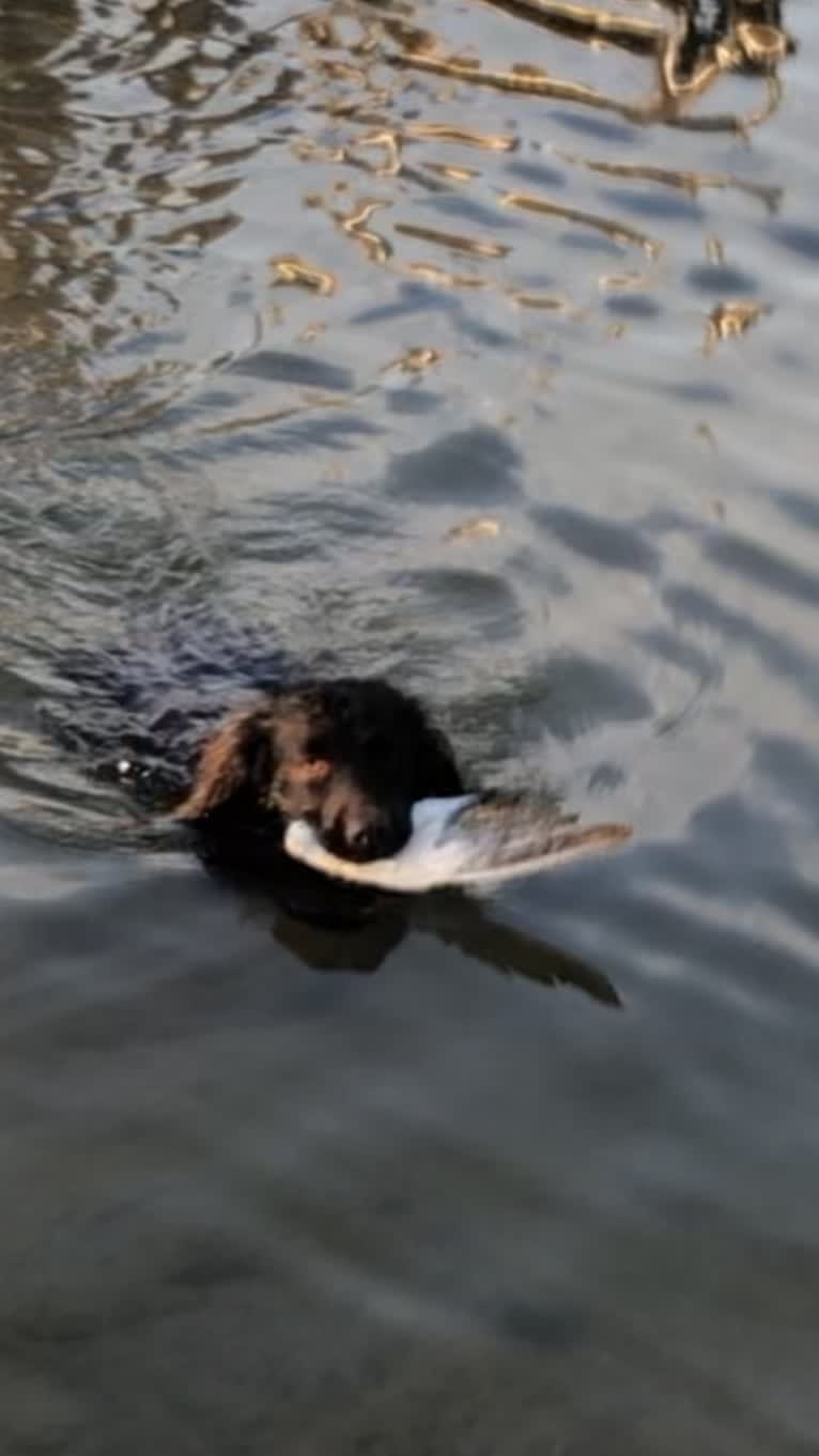 Binky, a Boykin Spaniel tested with EmbarkVet.com