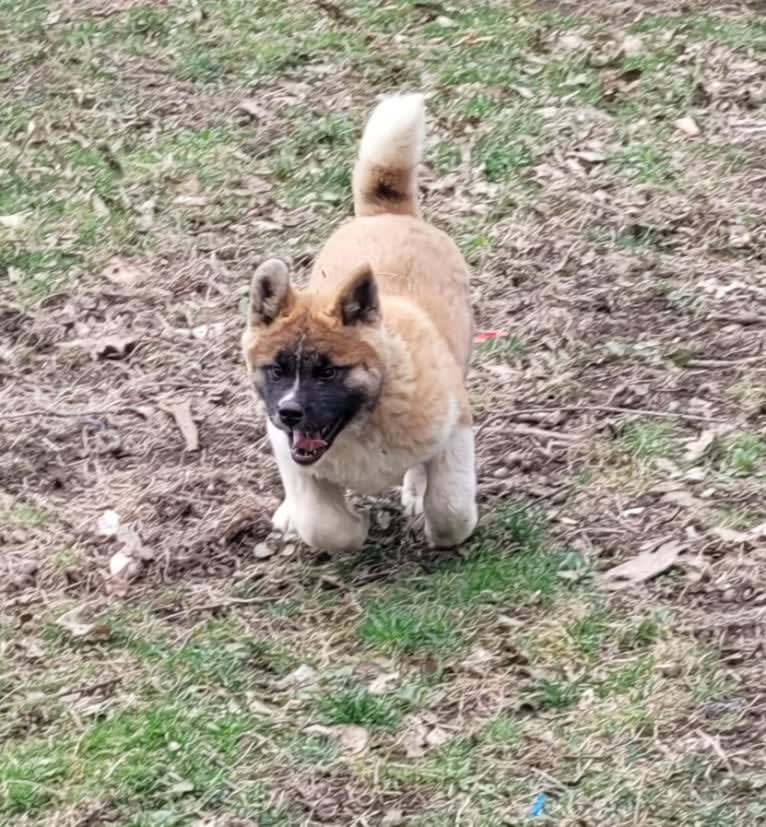 Geena, an Akita tested with EmbarkVet.com