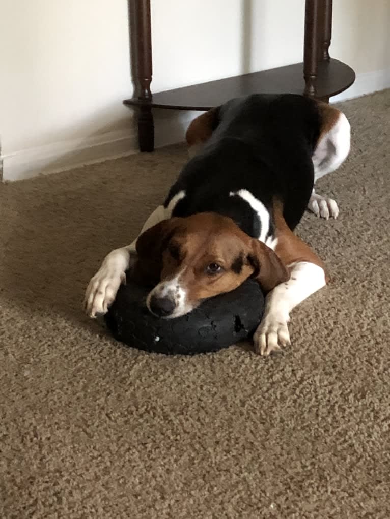 Roxy, a Treeing Walker Coonhound tested with EmbarkVet.com