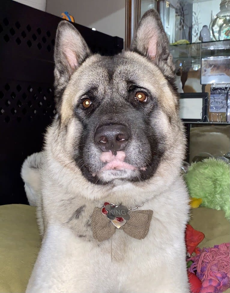 King, an Akita tested with EmbarkVet.com