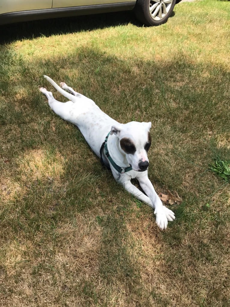 Aubin, an American Bulldog and Brittany mix tested with EmbarkVet.com