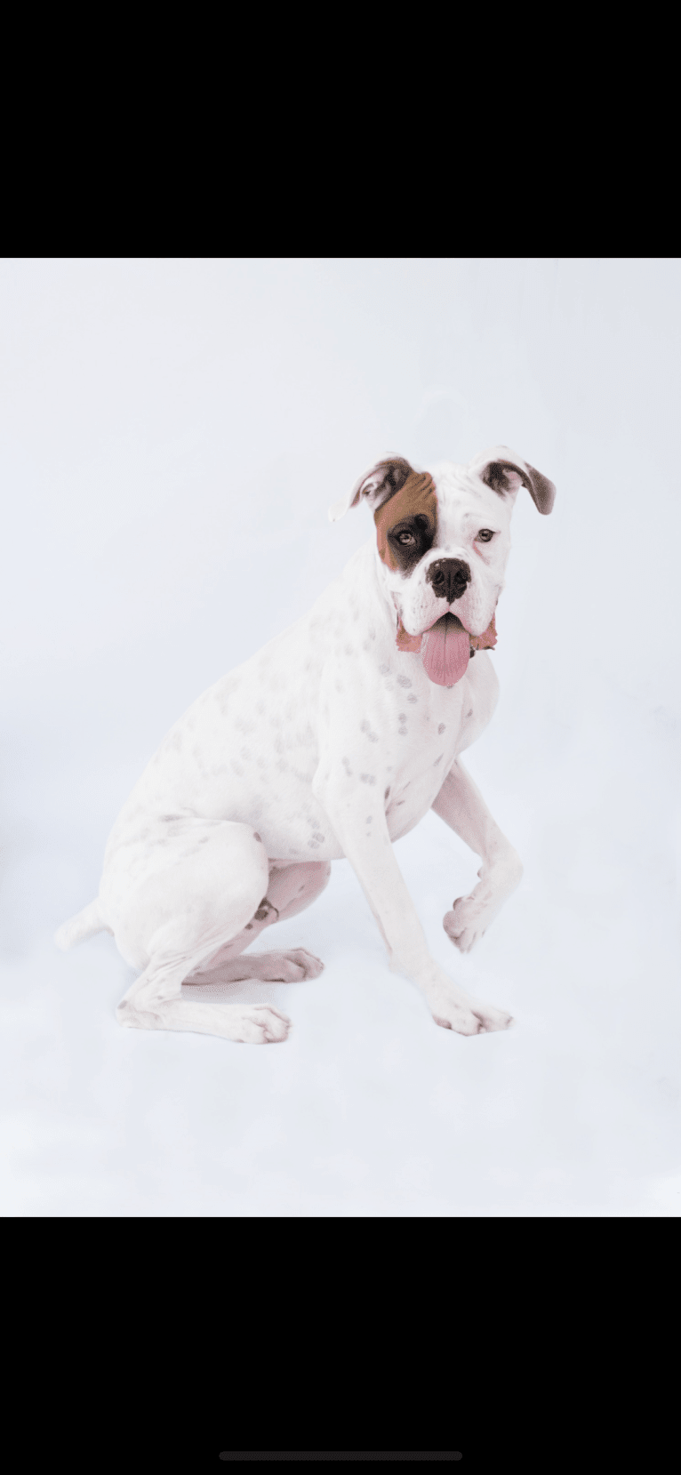 Charlie, a Boxer tested with EmbarkVet.com