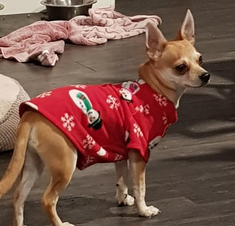 JOE, a Chihuahua and Yorkshire Terrier mix tested with EmbarkVet.com