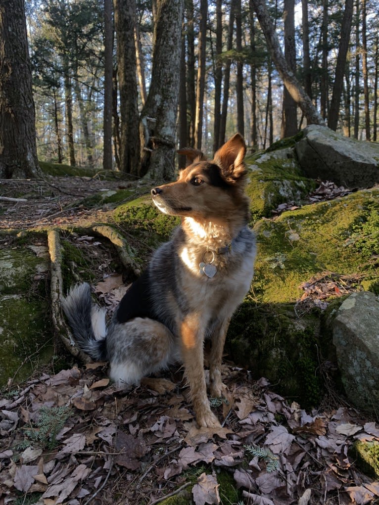 Joon, a Shetland Sheepdog and Australian Cattle Dog mix tested with EmbarkVet.com