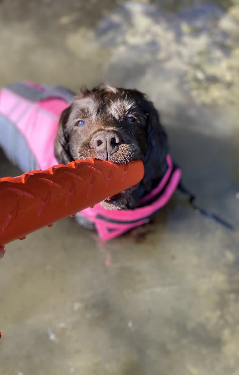 Luma, a Boykin Spaniel tested with EmbarkVet.com