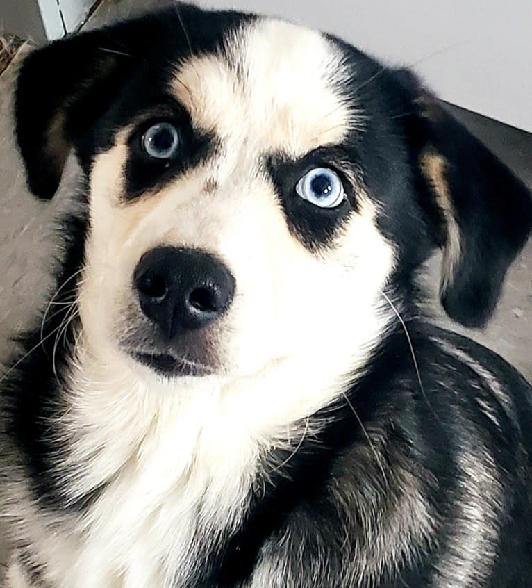 Orah-Skylah Gray, a Siberian Husky and Cocker Spaniel mix tested with EmbarkVet.com