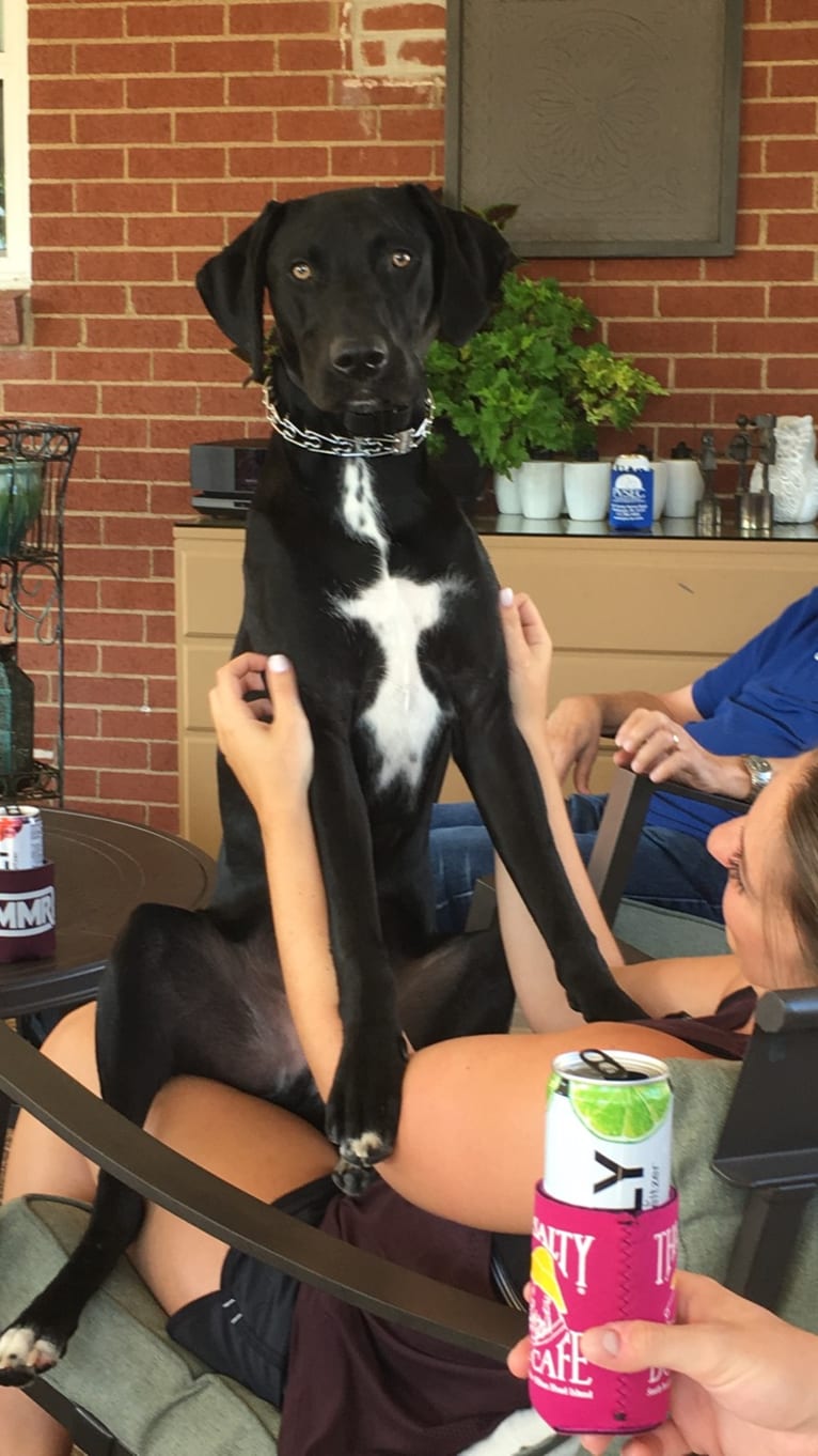 Kane, a German Shorthaired Pointer and Labrador Retriever mix tested with EmbarkVet.com