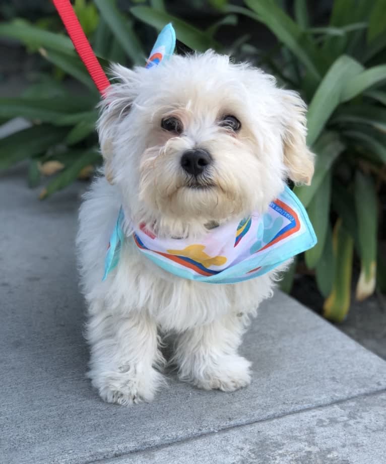 Benji, a Poodle (Small) and Bichon Frise mix tested with EmbarkVet.com