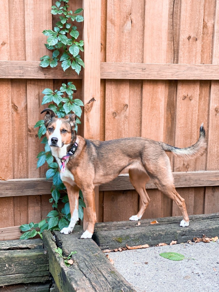 Sidney, an American Pit Bull Terrier and German Shepherd Dog mix tested with EmbarkVet.com