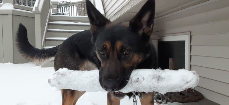 Petra, a German Shepherd Dog and Australian Cattle Dog mix tested with EmbarkVet.com