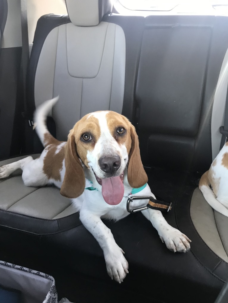 Ralphie, a Beagle tested with EmbarkVet.com
