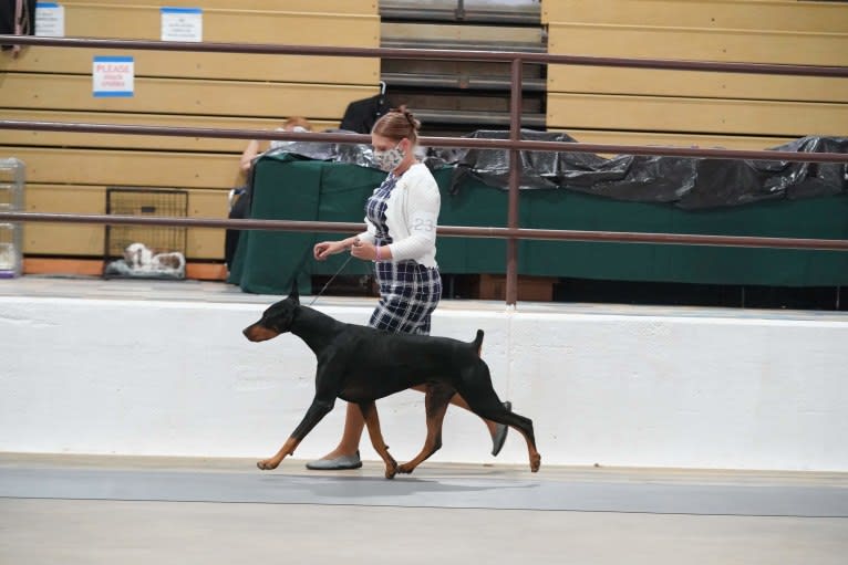 Fate, a Doberman Pinscher tested with EmbarkVet.com