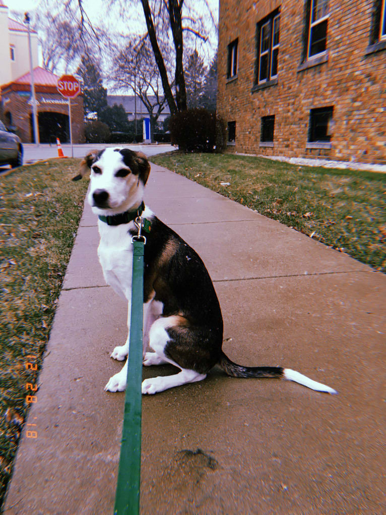 Ernie, a Treeing Walker Coonhound and Miniature/MAS-type Australian Shepherd mix tested with EmbarkVet.com