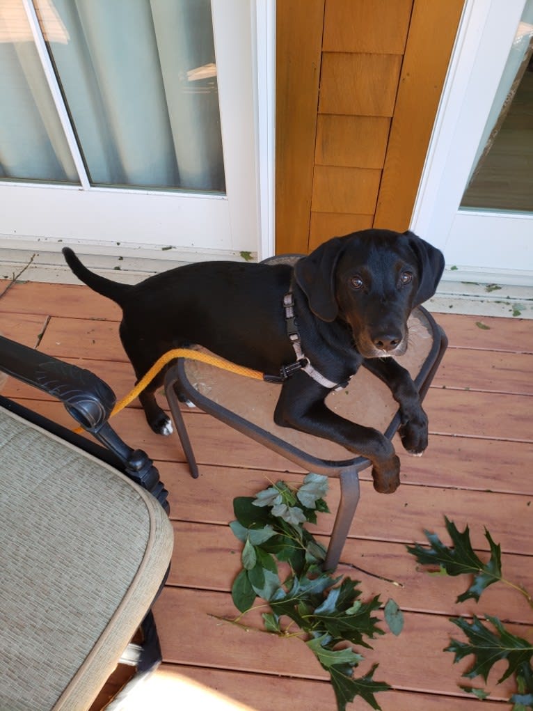 Ollie Milazzo, an American Foxhound and German Shorthaired Pointer mix tested with EmbarkVet.com