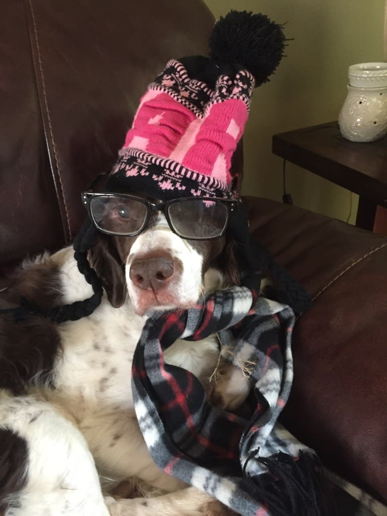 Charlie, a Brittany tested with EmbarkVet.com