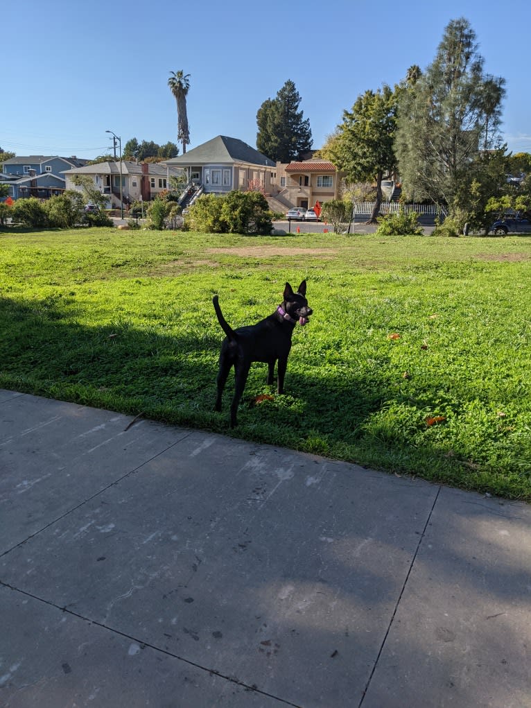 Rogue, a Formosan Mountain Dog tested with EmbarkVet.com