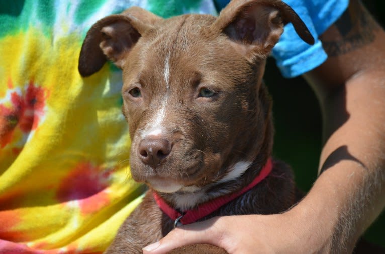 Delilah, an American Pit Bull Terrier and American Staffordshire Terrier mix tested with EmbarkVet.com