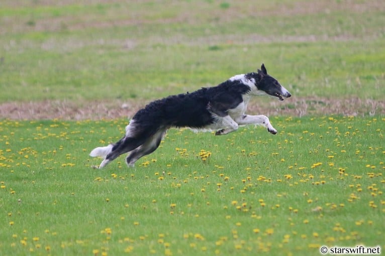 Zeal, a Borzoi tested with EmbarkVet.com