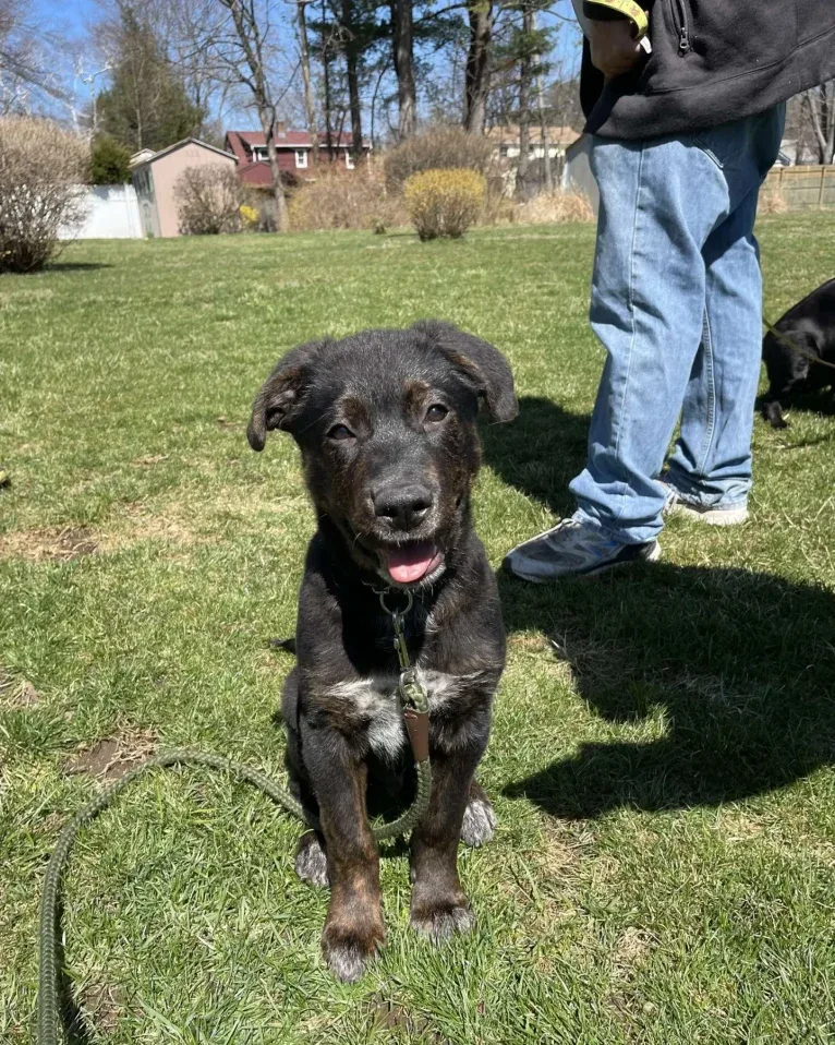 Zuko, a German Shepherd Dog and Rottweiler mix tested with EmbarkVet.com