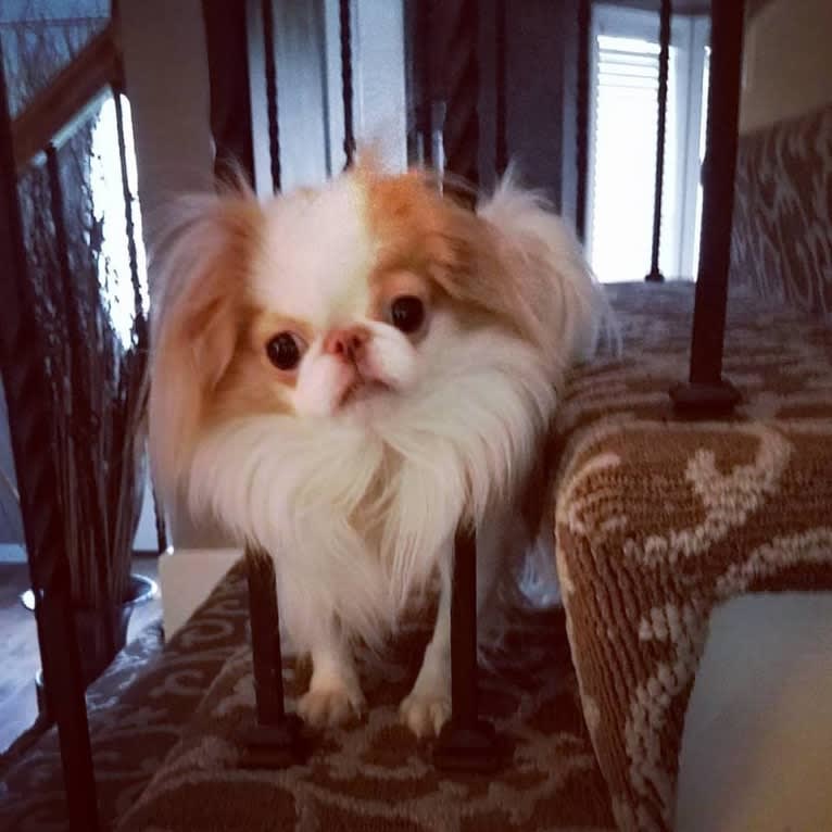 Duncan, a Japanese Chin tested with EmbarkVet.com