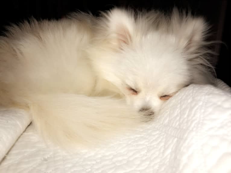 moonie, a Pomeranian tested with EmbarkVet.com