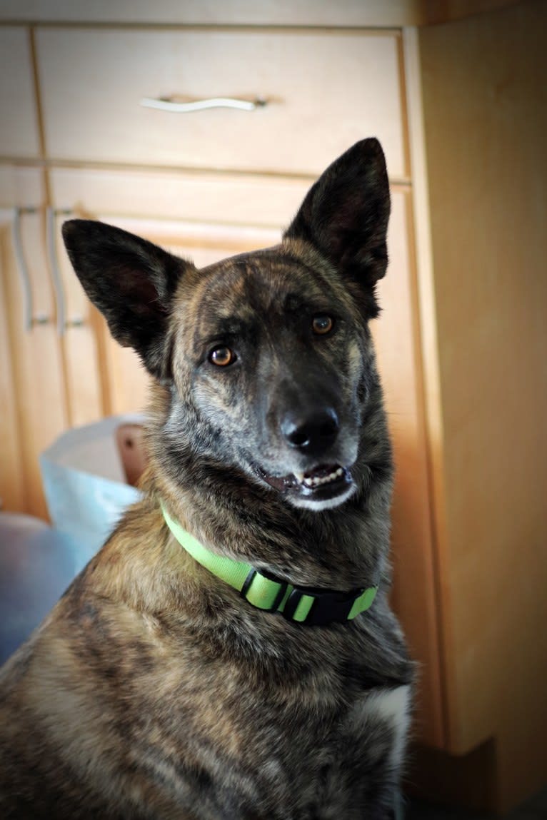 Axel, a German Shepherd Dog and Siberian Husky mix tested with EmbarkVet.com