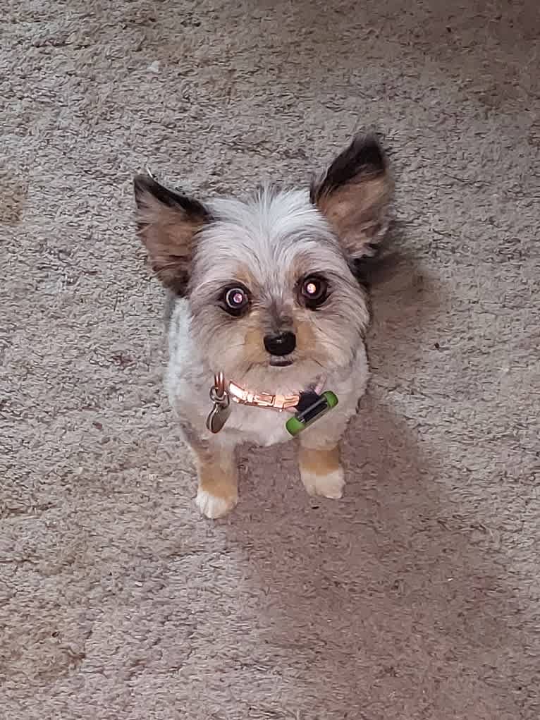 Esme, a Pomeranian and Chihuahua mix tested with EmbarkVet.com
