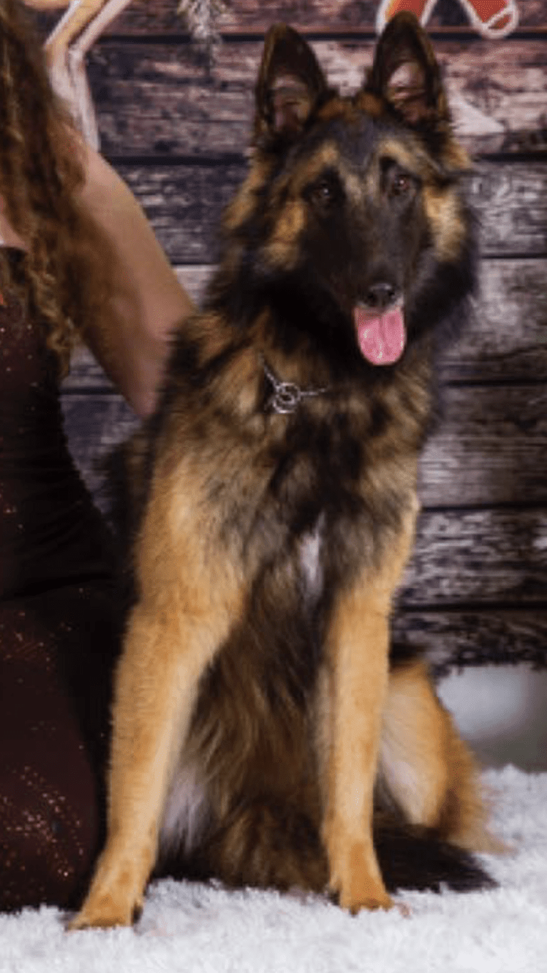 Bali, a Belgian Shepherd tested with EmbarkVet.com