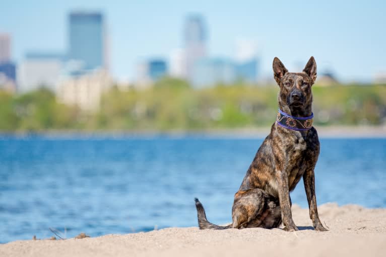 Rogue, a Dutch Shepherd tested with EmbarkVet.com