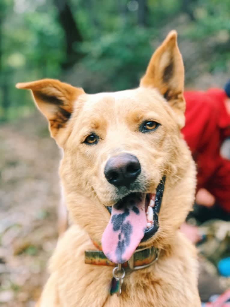 Goose, a German Shepherd Dog and Siberian Husky mix tested with EmbarkVet.com