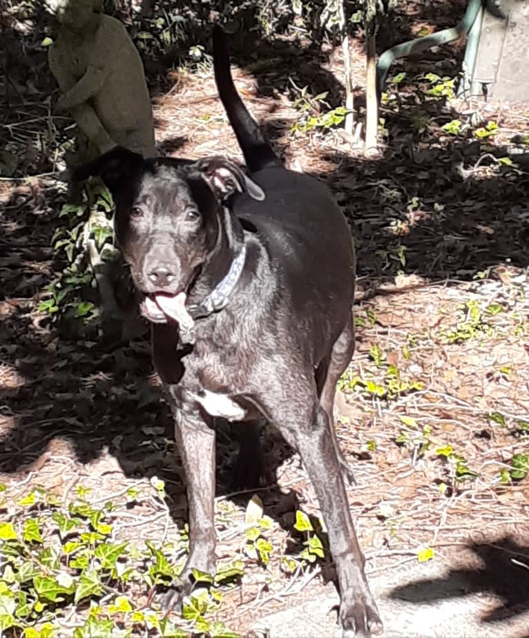 Kino, an American Pit Bull Terrier and Labrador Retriever mix tested with EmbarkVet.com