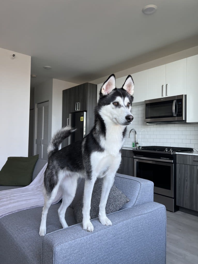 Zulia, a Siberian Husky and Chow Chow mix tested with EmbarkVet.com