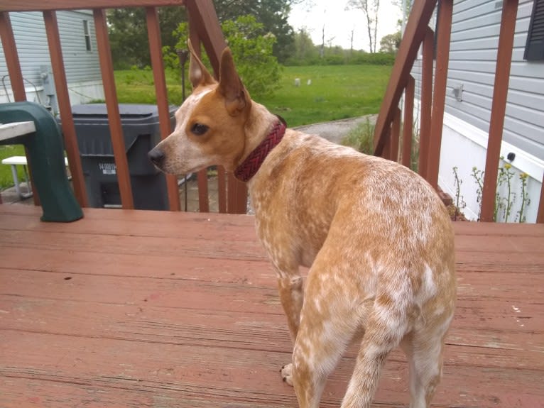 Warrah, an Australian Cattle Dog and Chihuahua mix tested with EmbarkVet.com