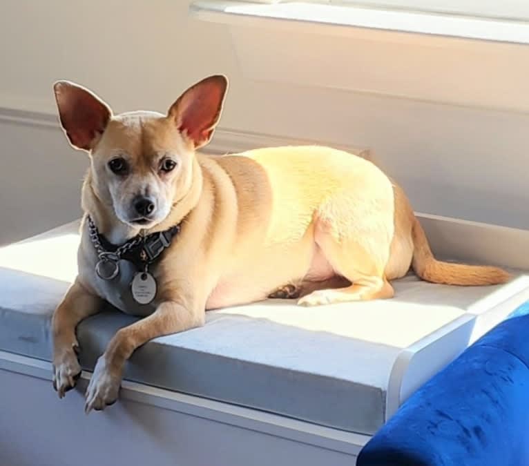 Mojo, a Chihuahua and Pomeranian mix tested with EmbarkVet.com