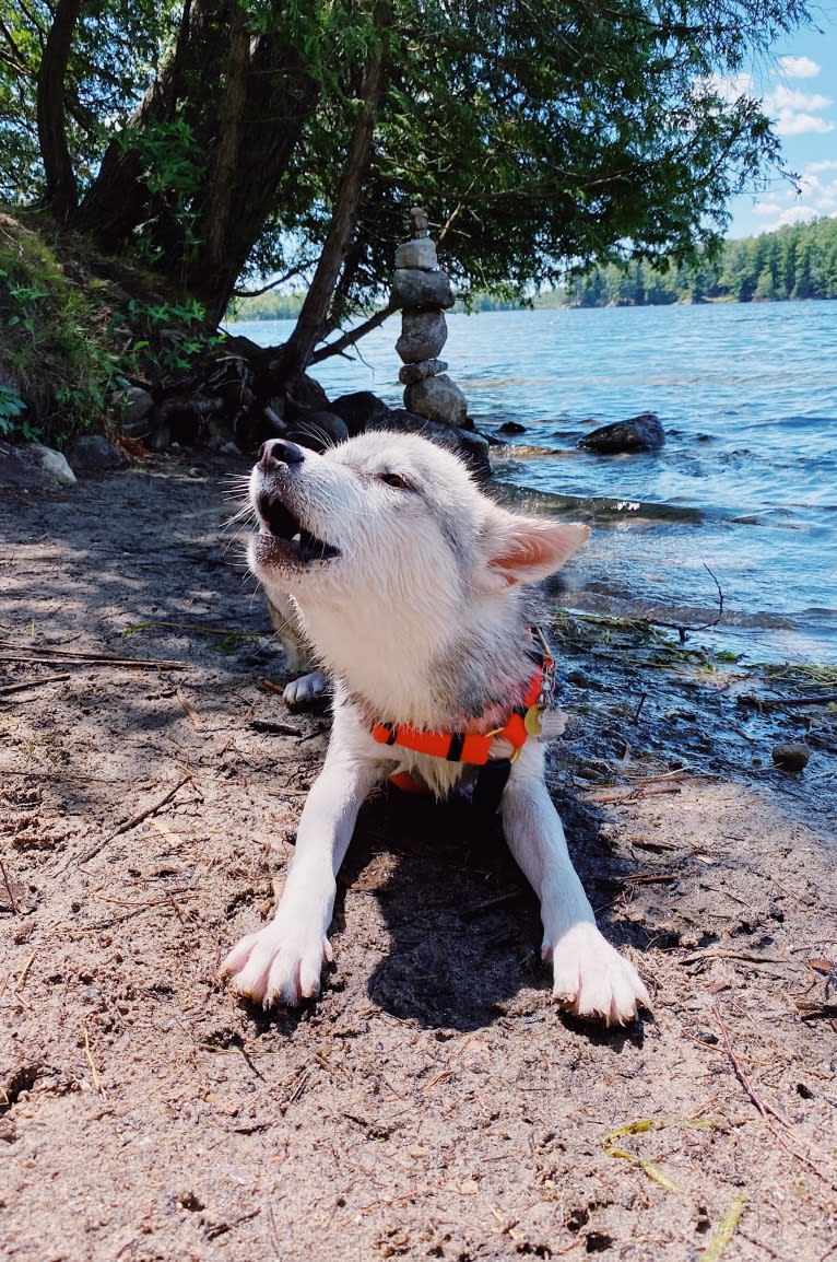 Luna Lovegood, an Alaskan Malamute and Siberian Husky mix tested with EmbarkVet.com