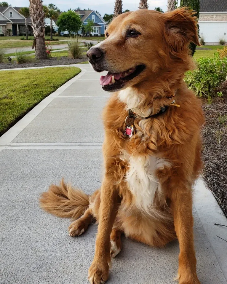 Roxy, a Chow Chow and American Pit Bull Terrier mix tested with EmbarkVet.com