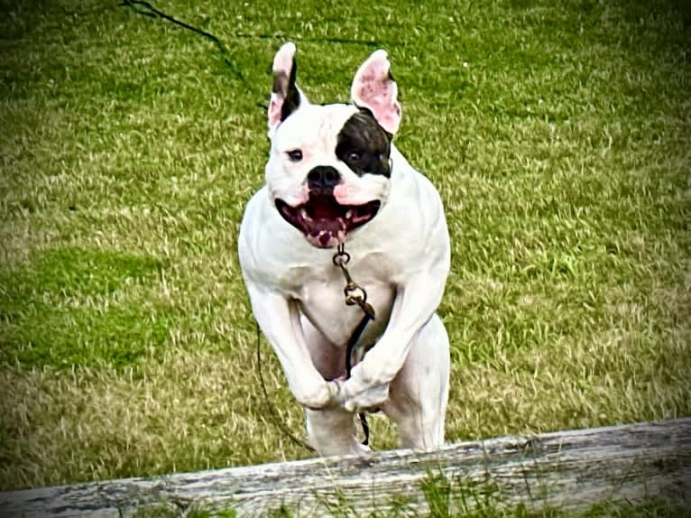 MpK's The Perfect Storm: "Vortex,"     "Tito", an American Bulldog tested with EmbarkVet.com